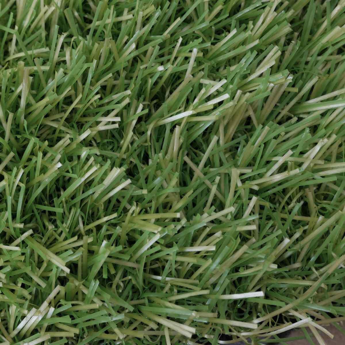 Synthetic turf around poolside paver coping with clean lines