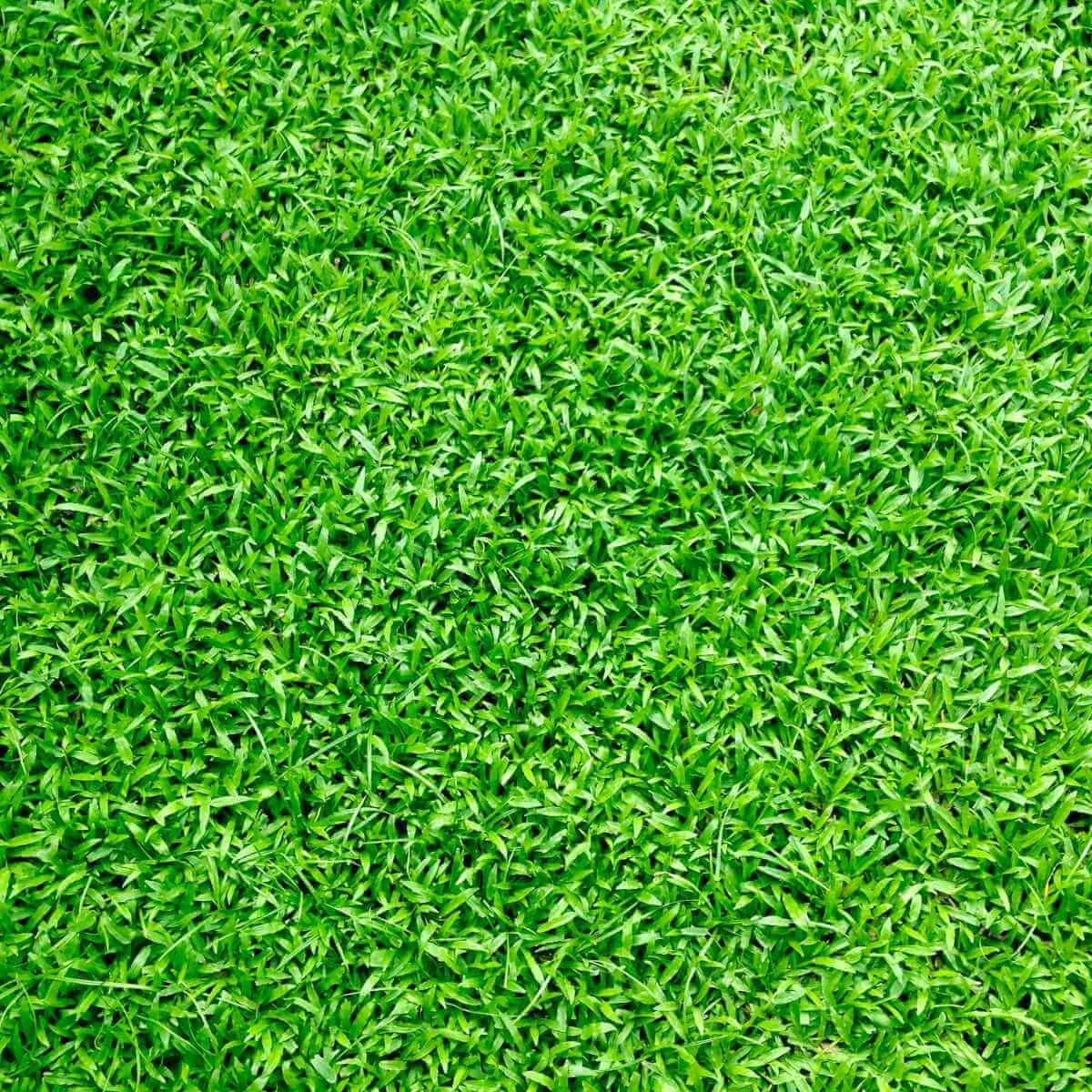 Manicured green lawn with clean concrete paving edges and lush background trees