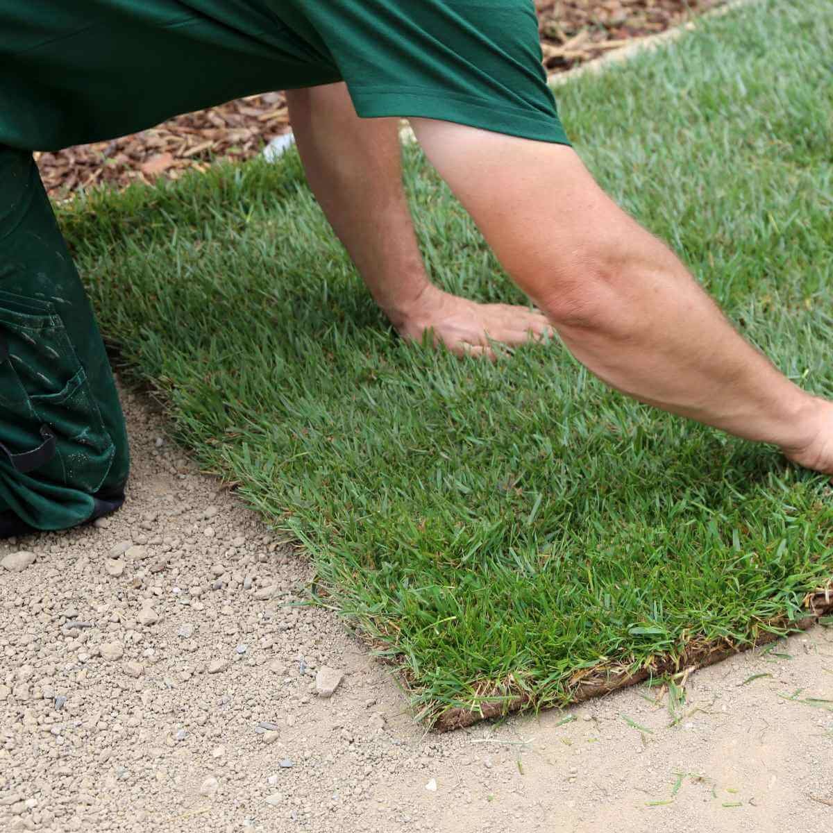 Flawless, laser-leveled manicured green lawn framed by architectural concrete and modern garden beds