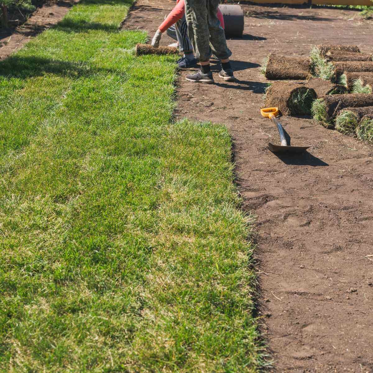 Freshly laid Sir Walter turf meeting stone courtyard pavers